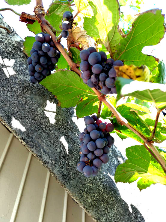 grapes 2025.jpg